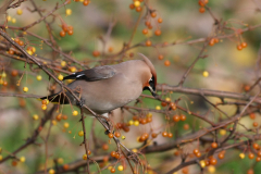 Pestvogel 1 Groningen-stad 6-11-2010