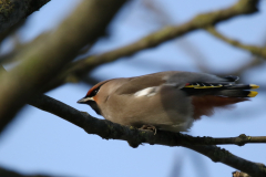 Pestvogel 2 Groningen-prov. 10-2-2020