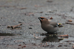 Pestvogel 2 Groningen-stad 27-12-2011