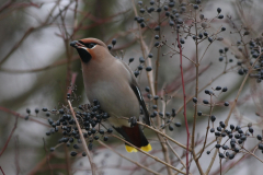 Pestvogel 2 Groningen-stad 29-1-2011