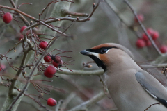 Pestvogel 3 Groningen-prov. 10-2-2020