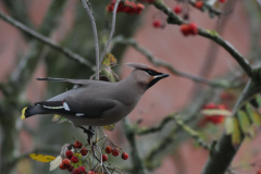 Pestvogel 3 Groningen-stad 3-11-2010