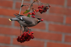 Pestvogel 4 Groningen-stad 3-11-2010