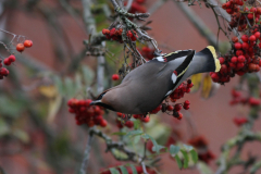 Pestvogel 5 Groningen-stad 3-11-2010