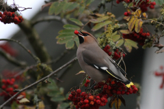 Pestvogel 6 Groningen-stad 3-11-2010