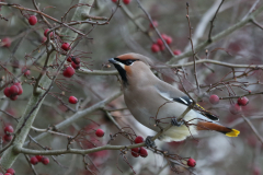 Pestvogel Groningen-prov. 10-2-2020