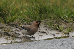 Pestvogel Groningen-prov. 25-1-2020