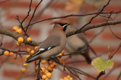 Pestvogel Groningen-stad 12-11-2016