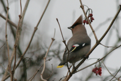 Pestvogel Groningen-stad 18-2-2007