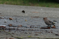 Pestvogel Groningen-stad 27-12-2011