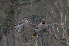 Pestvogel Groningen-stad 29-1-2011