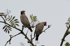 Pestvogel Groningen-stad 3-11-2010