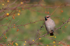 Pestvogel Groningen-stad 6-11-2010