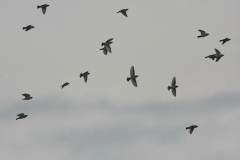 Pestvogel Groningen-stad 8-11-2016