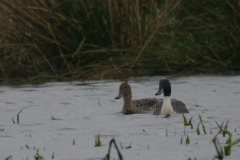 Pijlstaart, ♀ en ♂  Zuidlaardermeergebied 21-3-2024