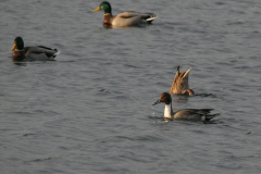 Pijlstaart, ♂  1-Drenthe 25-10-2009