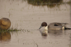 Pijlstaart, ♂ en ♀ 1-Zuidlaardermeergebied 31-3-2013