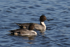 Pijlstaart, ♂ 3-Schiermonnikoog 28-10-2021