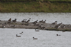 Pijlstaart Groningen-kust 30-10-2023