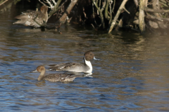 Pijlstaart, ♂ en ♀ -Schiermonnikoog 28-10-2021