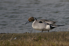 Pijlstaart, ♂ -Texel 13-4-2016