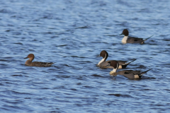 Pijlstaart, ♂ en ♀ -Zuidlaardermeergebied 2-1-2012