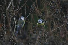 Pimpelmees-Hortus Haren 21-11-2010