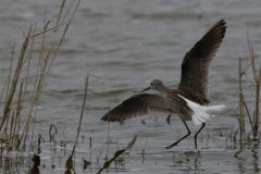 Poelruiter 1-Lauwersmeer 10-4-2021