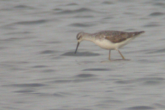 Poelruiter 1-Lauwersmeer 27-9-2006