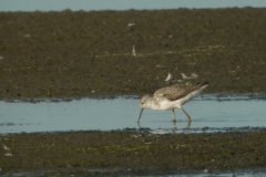 Poelruiter 1-Lauwersmeer 5-7-2010