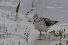 Poelruiter 2-Lauwersmeer 10-4-2021