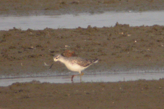 Poelruiter 2-Lauwersmeer 27-9-2006