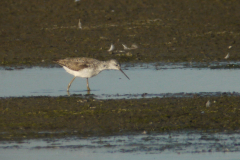 Poelruiter 2-Lauwersmeer 5-7-2010