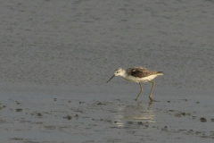 Poelruiter 3 Groningen-kust 19-10-2014