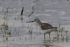 Poelruiter 3-Lauwersmeer 10-4-2021