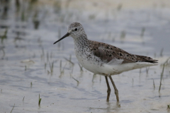 Poelruiter 4-Lauwersmeer 10-4-2021