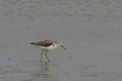 Poelruiter Groningen-kust 19-10-2014