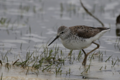 Poelruiter-Lauwersmeer 10-4-2021