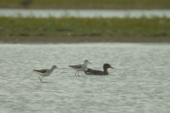 Poelruiter-Lauwersmeer 6-7-2011