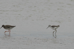 Poelruiter en Tureluur 1 Groningen-kust 19-10-2014