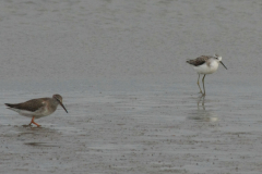 Poelruiter en Tureluur 2 Groningen-kust 19-10-2014