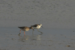 Poelruiter en Tureluur 3 Groningen-kust 19-10-2014