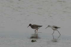 Poelruiter en Tureluur Groningen-kust 19-10-2014