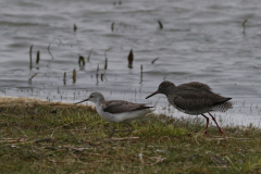 Poelruiter en Tureluur-Lauwersmeer 10-4-2021