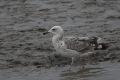 Pontische meeuw, 2e kj. 1 Groningen-kust 10-8-2014