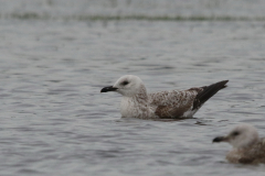 Pontische meeuw, 2e kj.  Drenthe 20-2-2024