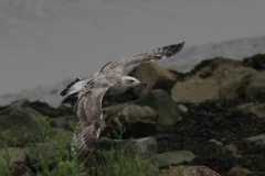 Pontische meeuw, 2e kj. Groningen-kust 10-8-2014