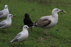 Pontische meeuw, 2e kj. Groningen-stad 20-1-2015