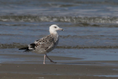 Pontische meeuw, 2e kj. Texel 11-10-2022