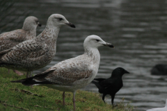 Pontische meeuw 2e kj. en Zilvermeeuw Groningen-stad 20-1-2015